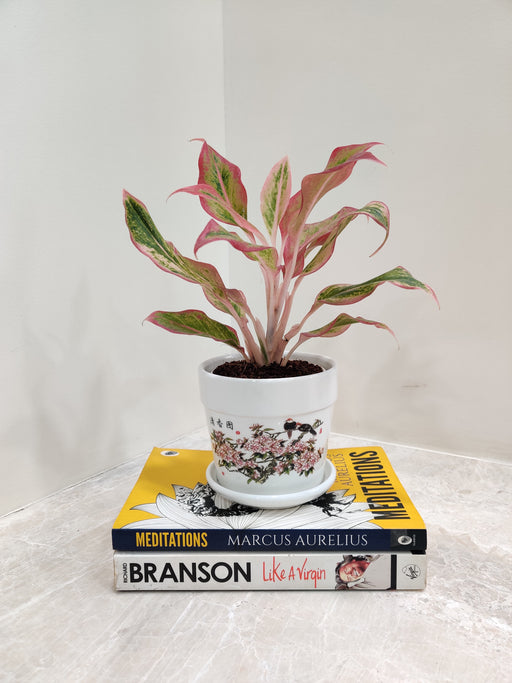 Aglaonema Pink Plant for office decoration