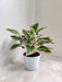 Indoor Aglaonema New Pink Plant in white pot