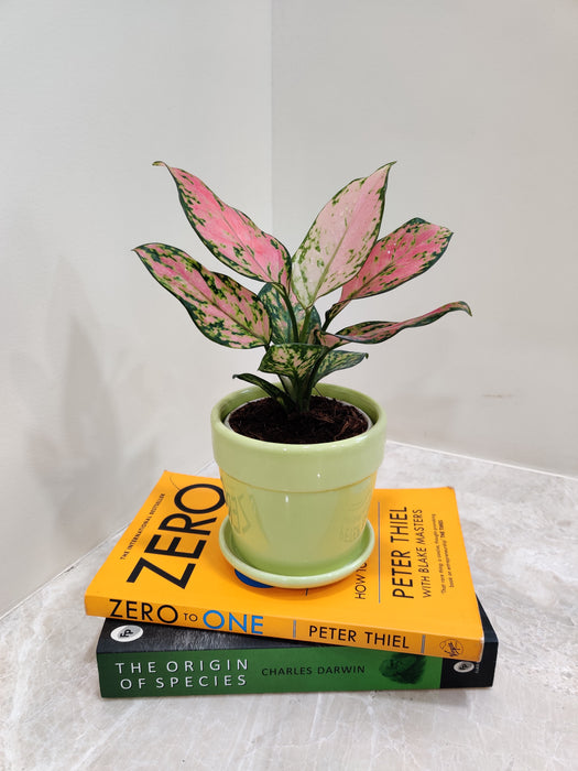 Aglaonema Beauty in a white ceramic pot
