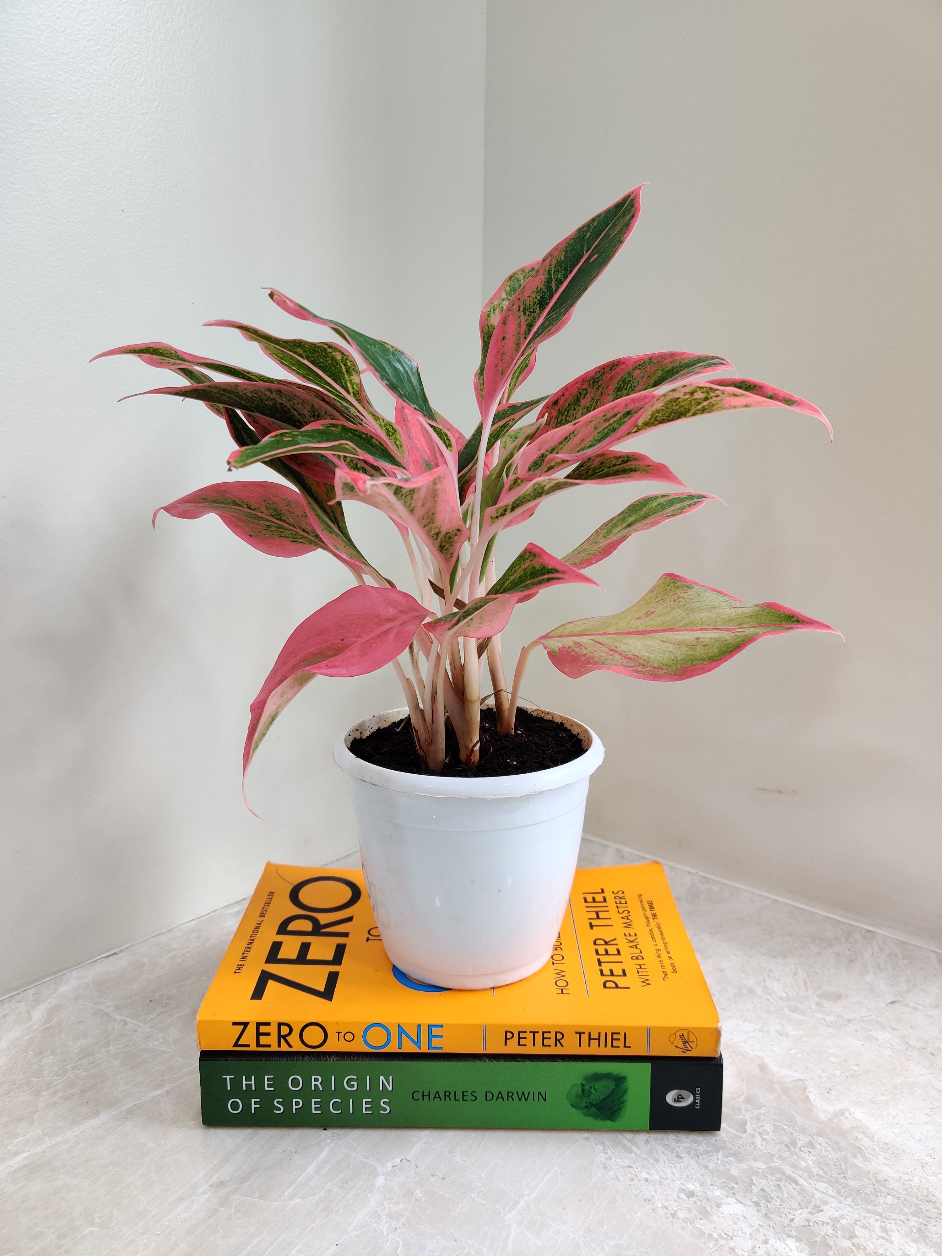 lipstick aglaonema Buy Pink Lipstick Aglaonema Online