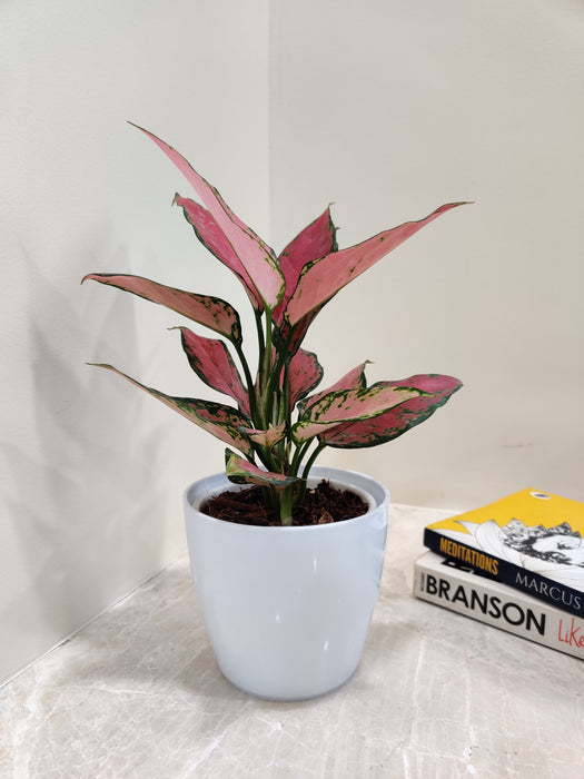 Pink patterned Aglaonema for office desks