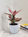 Pink patterned Aglaonema for office desks