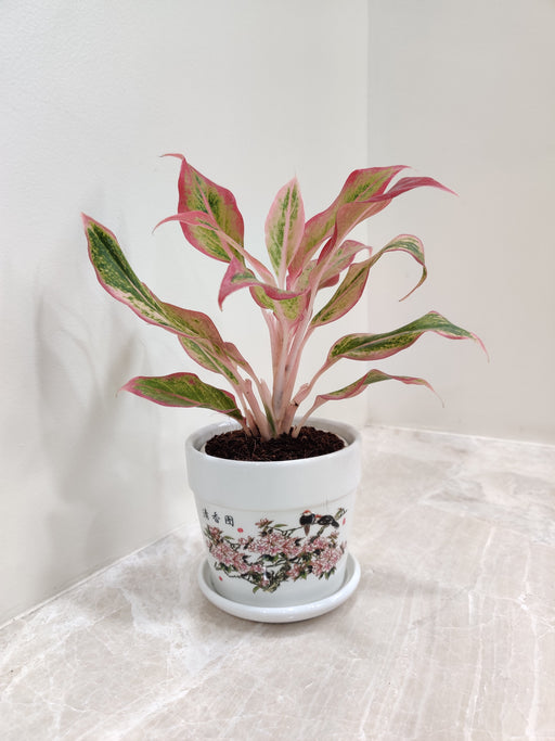 Aglaonema New Pink Corporate Gift Plant