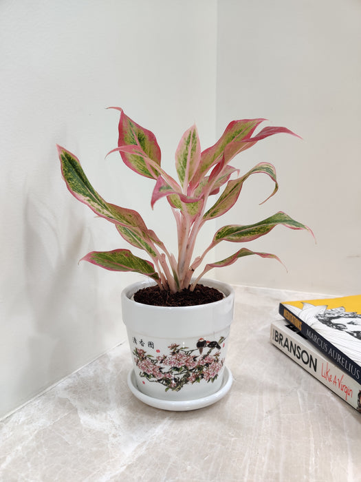 Full view of Aglaonema New Pink Plant