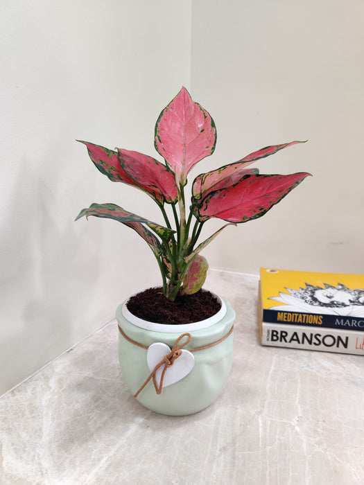 Aglaonema Red with vibrant red and green leaves for decor.