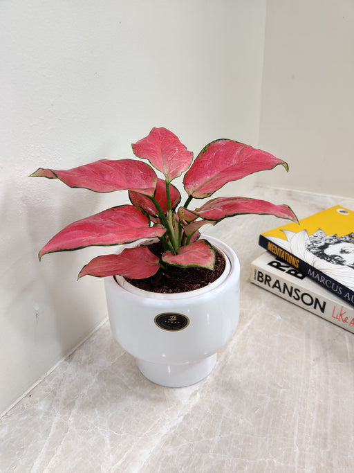 Elegant indoor red Aglaonema plant perfect for office decor