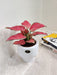 Elegant indoor red Aglaonema plant perfect for office decor