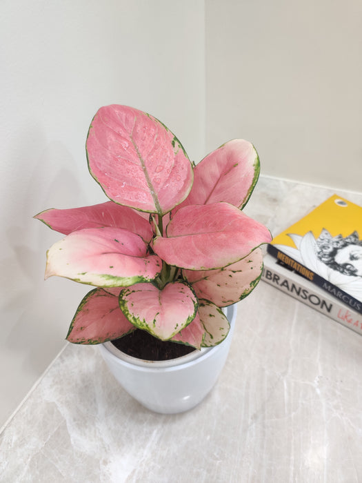Aglaonema Diamond Red, symbolizing balance and positivity in the workplace