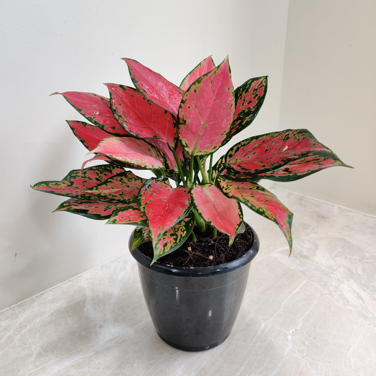 anglomania plant Buy Vibrant Aglaonema Red Valentine Plant - Exotic Live Indoor Plant