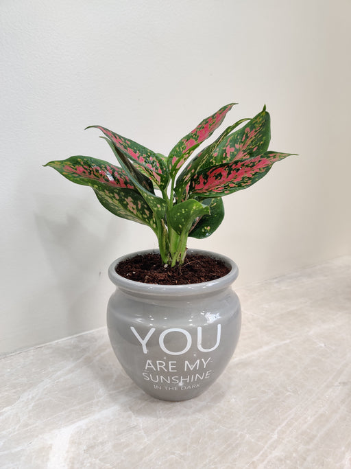 Aglaonema Rui vibrant foliage