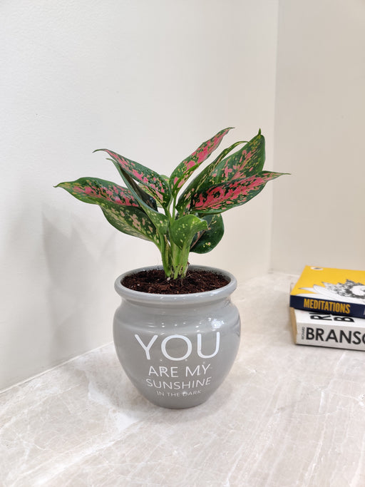 Closeup of Aglaonema Rui in grey pot