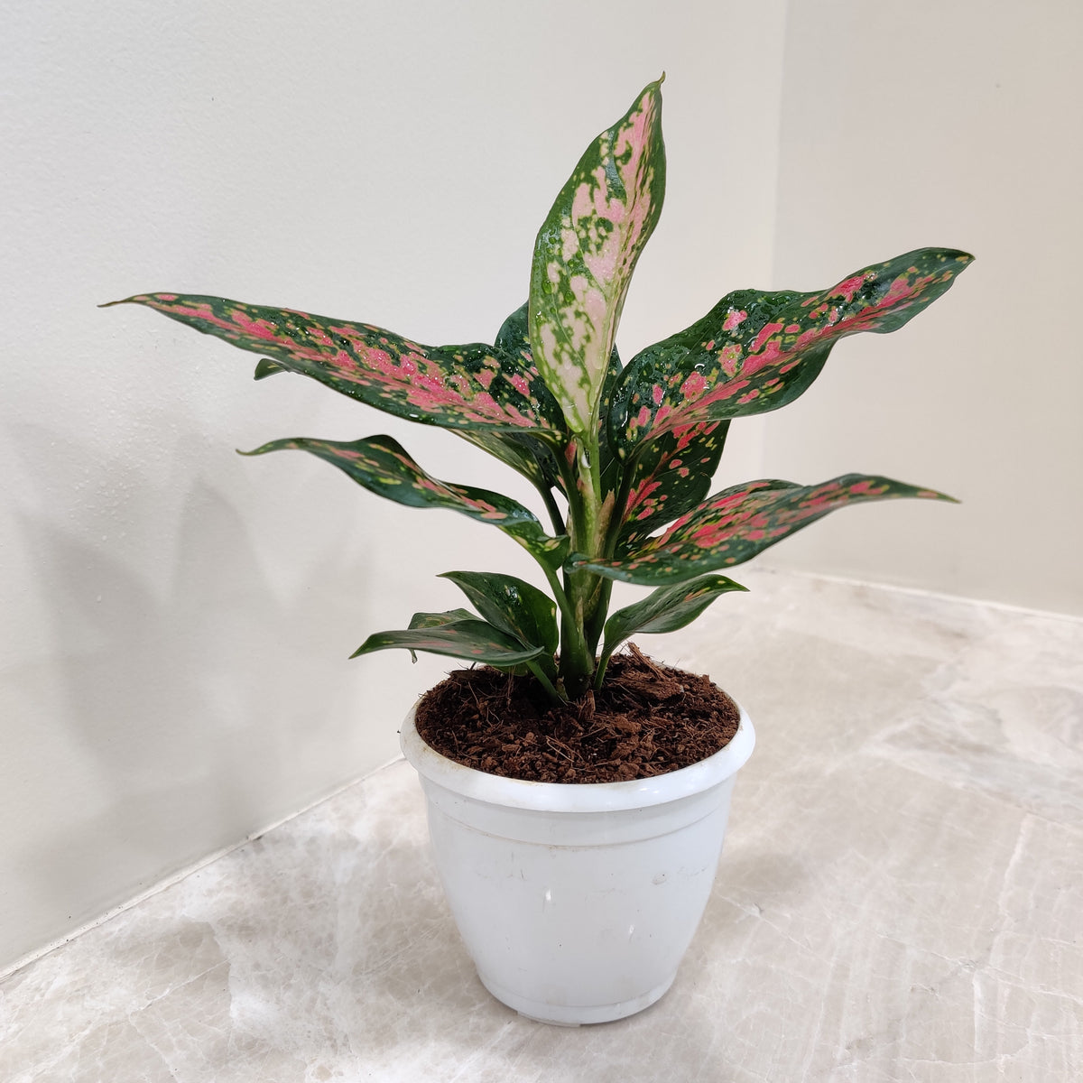 is aglaonema air purifier Buy Aglaonema Rui