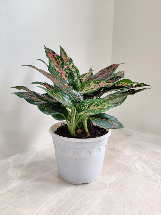 Aglaonema Rui vibrant indoor plant