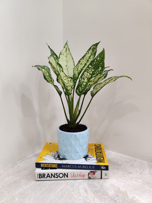 Closeup of Aglaonema Snow White leaf