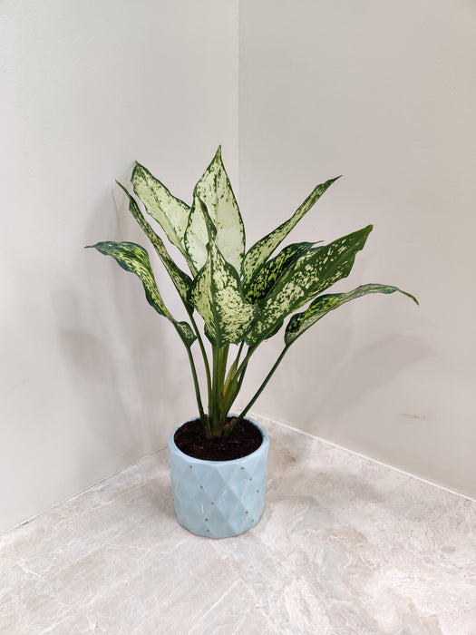 Aglaonema Snow White corporate gift plant front view