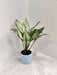 Aglaonema Snow White corporate gift plant front view