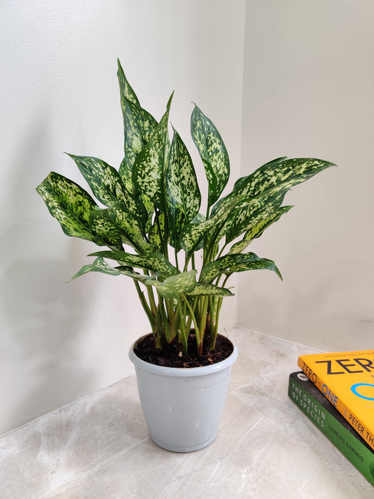 Lush Snow White Aglaonema with glossy leaves