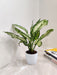 Healthy Aglaonema Snow White plant for corporate gifting