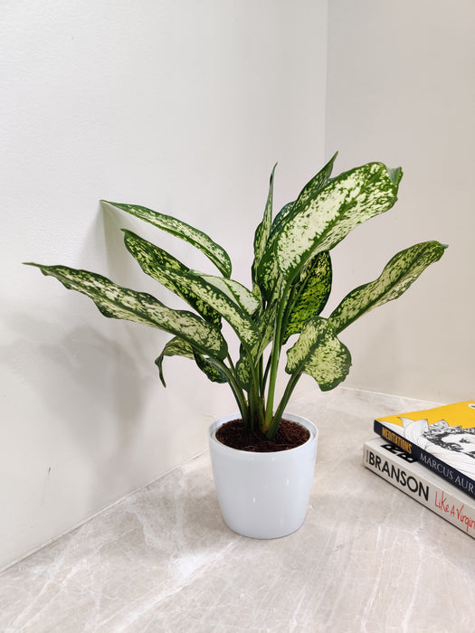 aglaonema snow white price Aglaonema Snow White