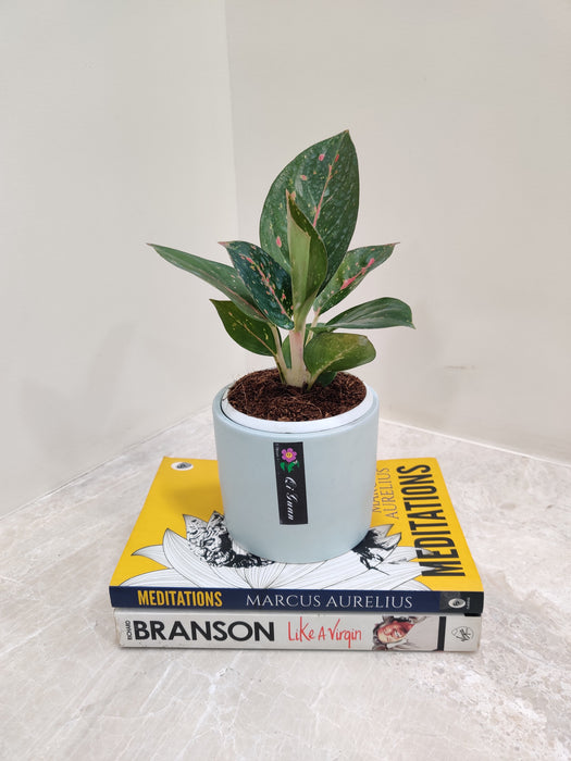 Aglaonema Star Dust in ceramic pot for corporate gifting