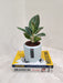 Aglaonema Star Dust in ceramic pot for corporate gifting