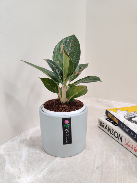 Bright Aglaonema Star Dust leaves in premium pot