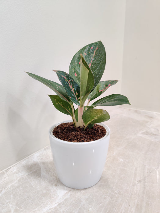 Aglaonema Star Dust Plant in white decorative pot