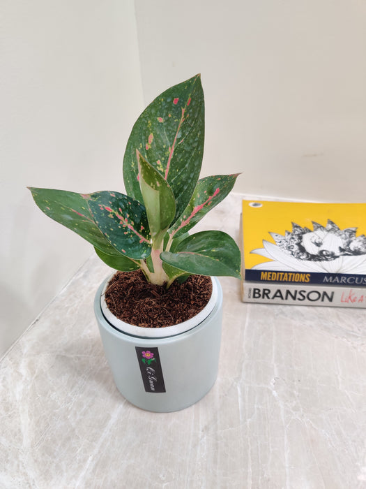 Aglaonema Star Dust perfect for office decor