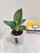 Aglaonema Star Dust perfect for office decor