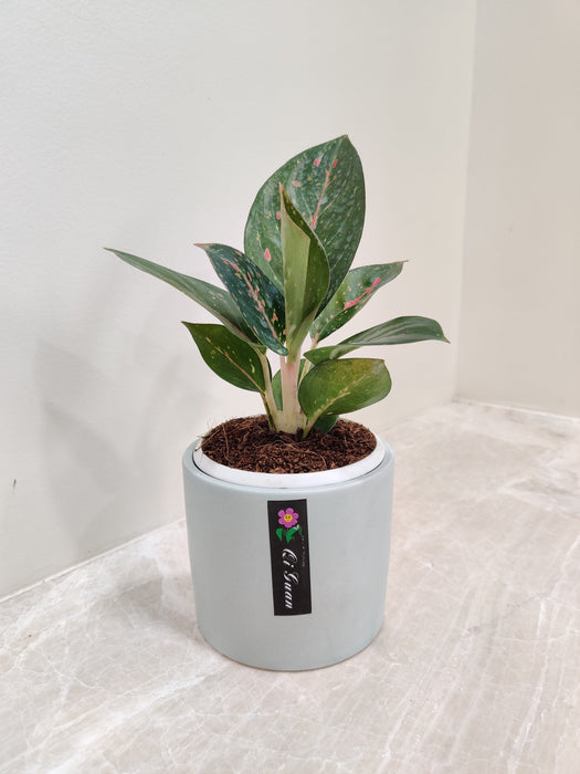 Aglaonema Star Dust plant on office desk
