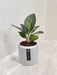 Aglaonema Star Dust plant on office desk
