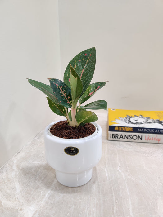 Indoor Aglaonema Star Dust with speckled leaves