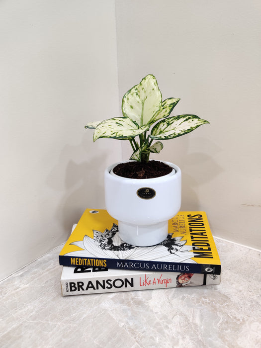 Pristine white Aglaonema as premium corporate gift plant