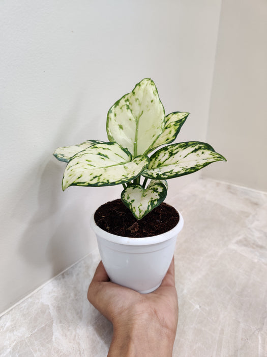 Striking-White-Aglaonema-Indoor-Plant