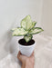 Striking-White-Aglaonema-Indoor-Plant