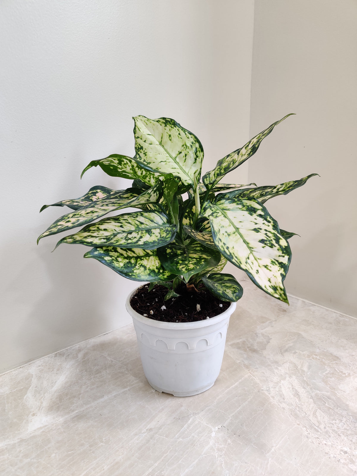 Aglaonema-White-Anjuman-