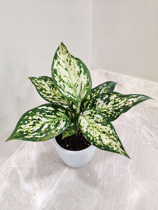 Variegated Aglaonema Anjuman indoor plant in a white pot
