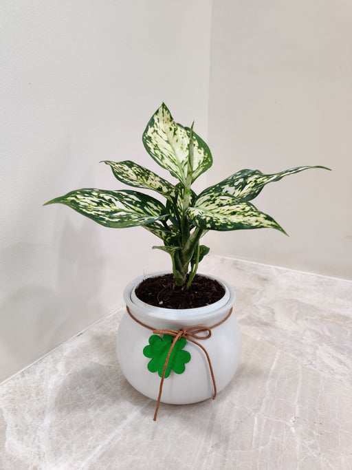 Aglaonema White Anjuman plant in traditional matka pot for corporate gifting