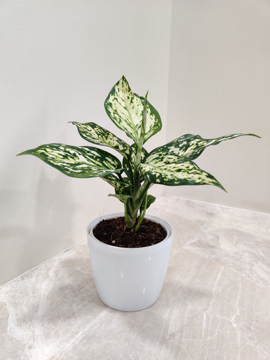 Aglaonema White Anjuman plant in a white plastic pot for office