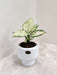 Aglaonema Super White in elegant white ceramic pot for office