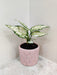 Aglaonema Super White Plant in Pink Ceramic Pot for Corporate Gifting