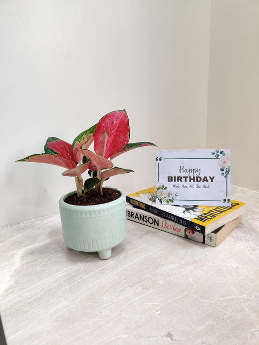 Aglaonema China Red perfect for office environments