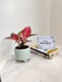 Aglaonema China Red perfect for office environments