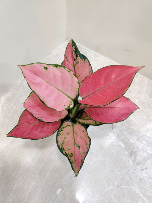 Buy Air Purifying Plants Combo – Indoor Air Cleaning Plants Set | Peace Lily, Bamboo Palm, Aglaonema, Snake Plant & Spider Plant
