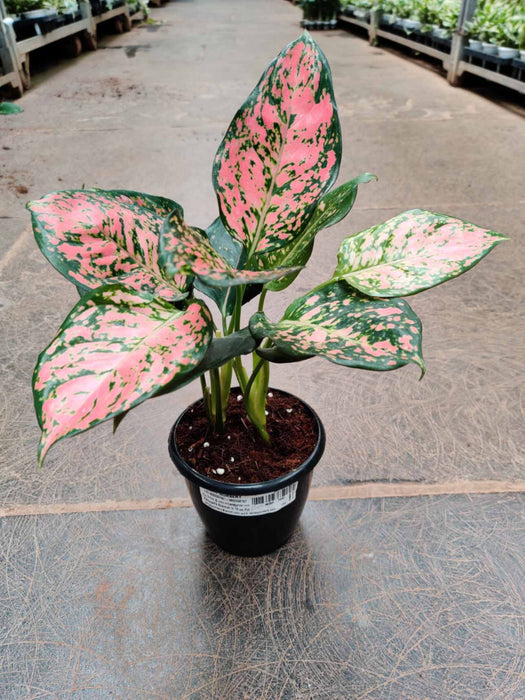Aglaonema Anjuman Plant In 12 cm pot