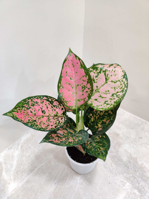 Aglaonema Anjuman Pink Plant In 10 cm pot