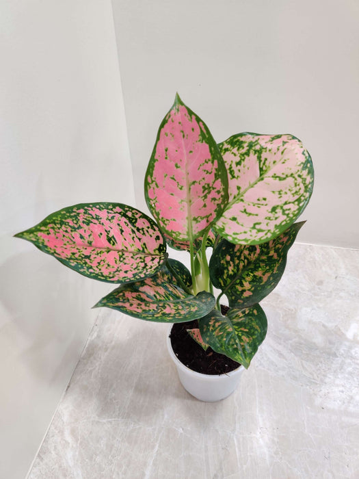 Aglaonema Anjuman Pink Plant In 10 cm pot