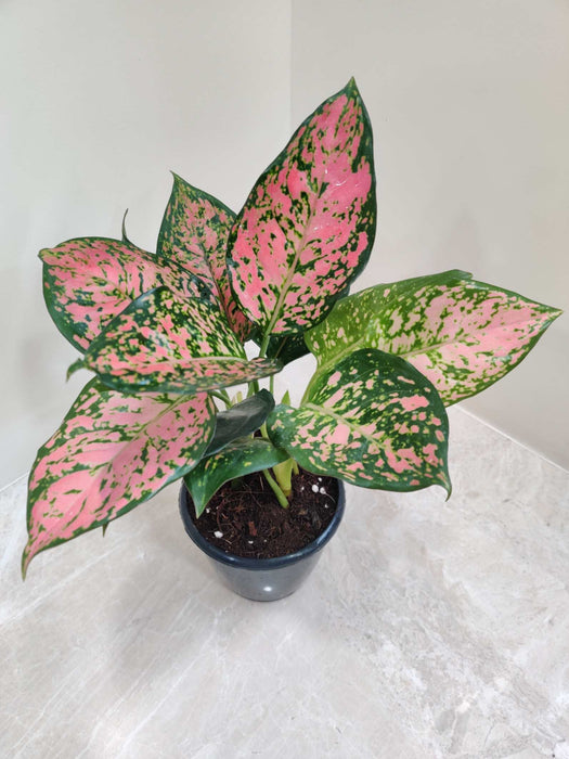 Aglaonema Anjuman Plant In 12 cm pot