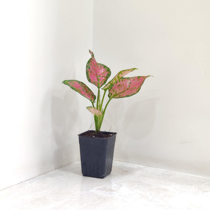 Aglaonema Anjuman Plant 7 Cm Pot