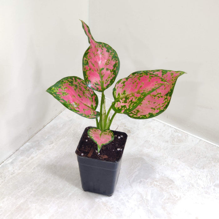 Aglaonema Anjuman Plant 7 Cm Pot